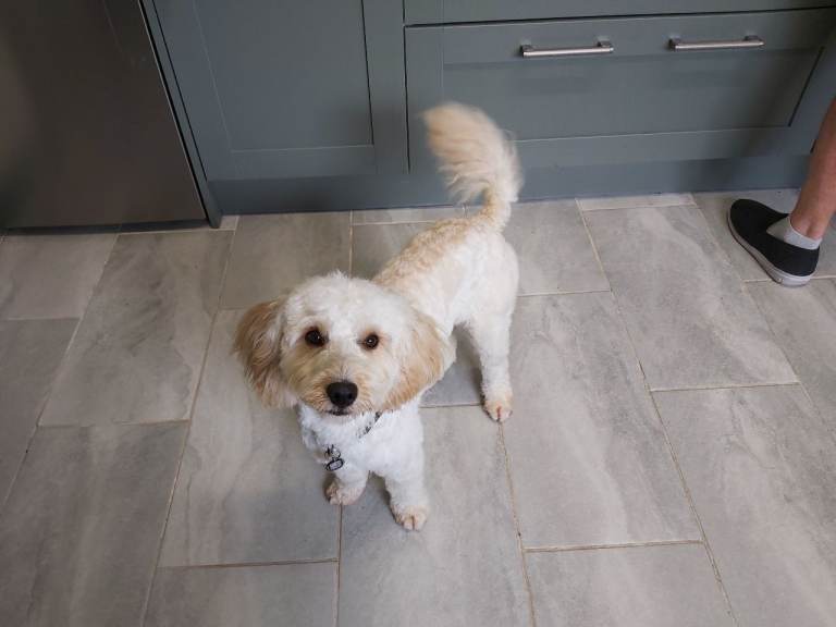 Cavapoo for sale 