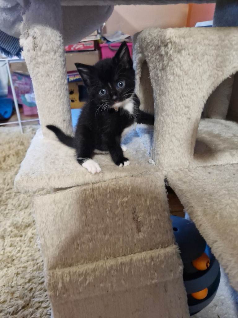 British Short Haired kittens 3 boys 3 girls