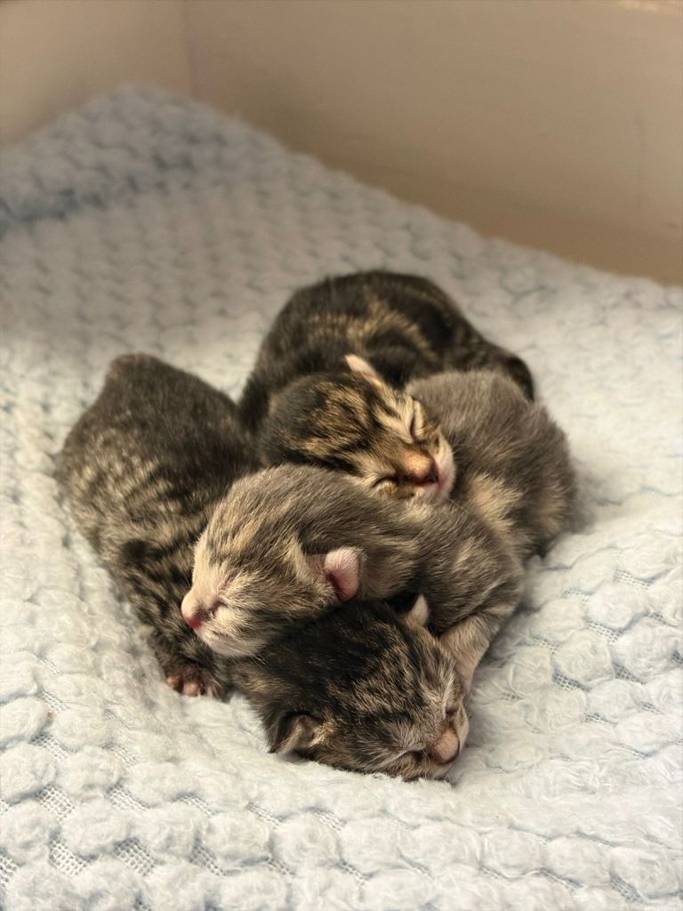 Kittens 