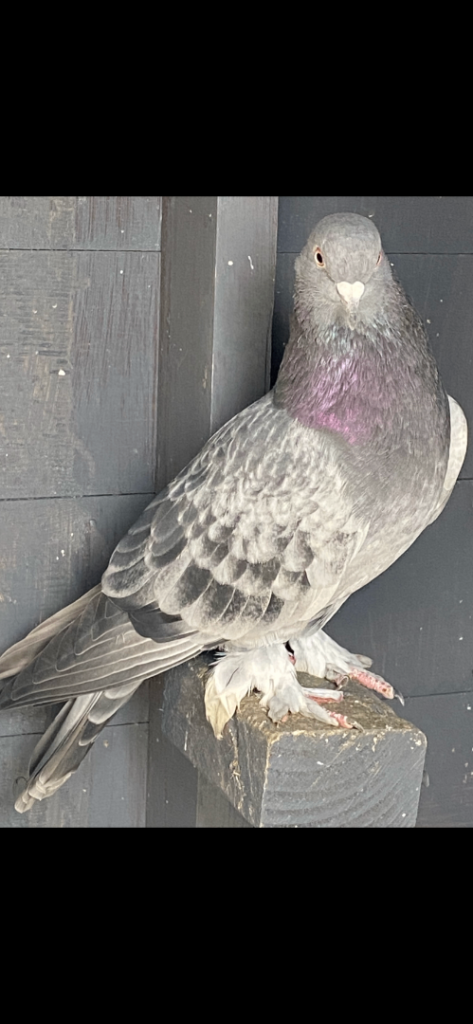 Turkish Takla pigeons
