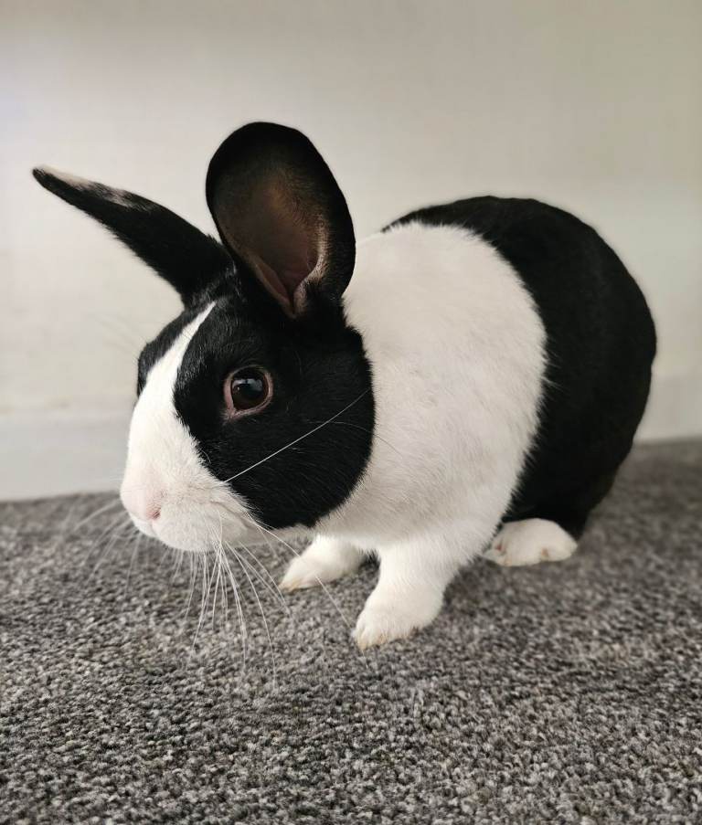 Beautiful 3-Year-Old Male Dutch Rabbit 