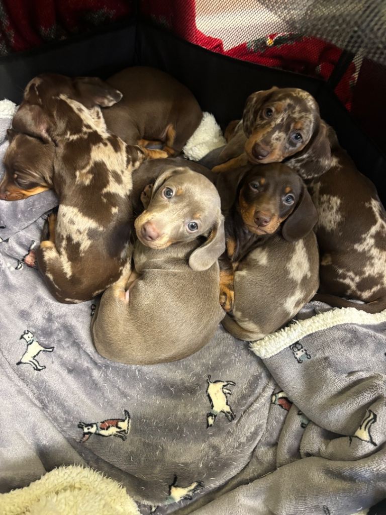 Stunning miniature dachsund puppies