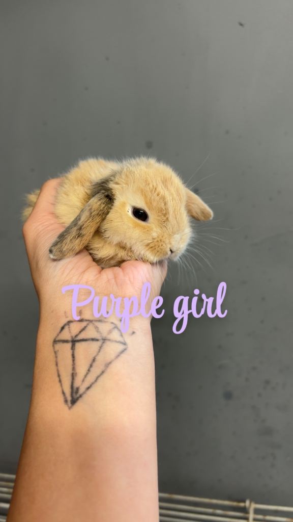 Baby mini lop bunnies 