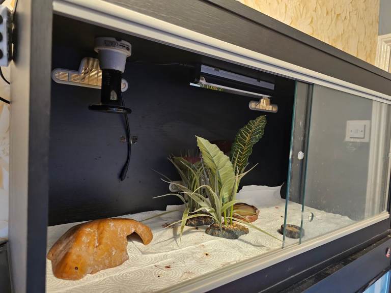 Lizard cage 