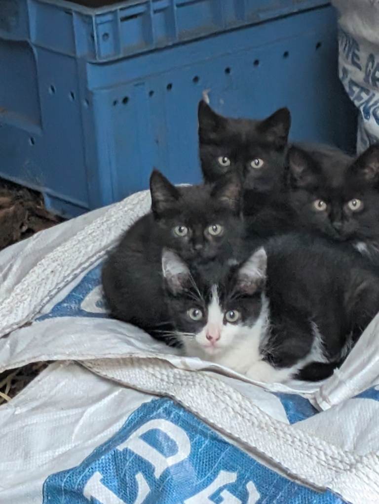 4 kittens for sale