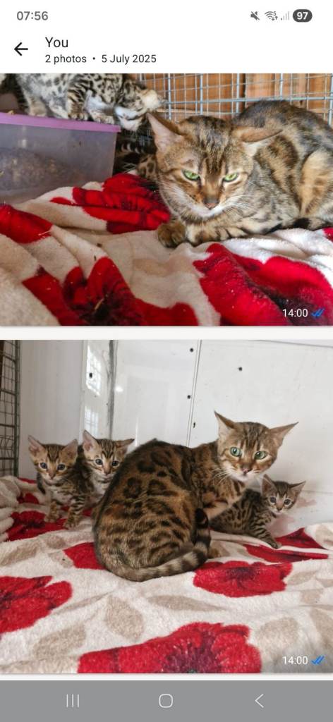 Bengal kittens 