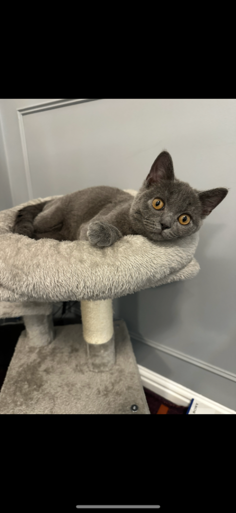 Beautiful Kitten needs to be rehomed 