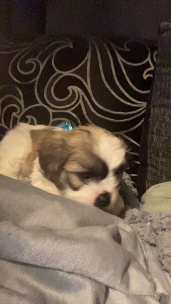 Teddy bear pups (shi tzu mixed bichon frise)