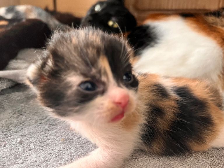 Kittens