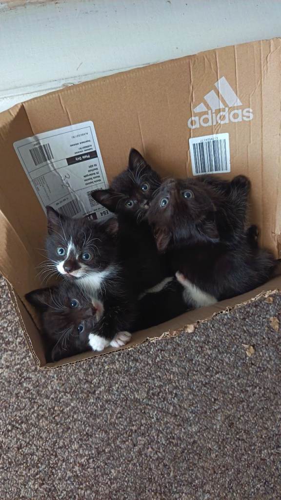 4 kittens for sale