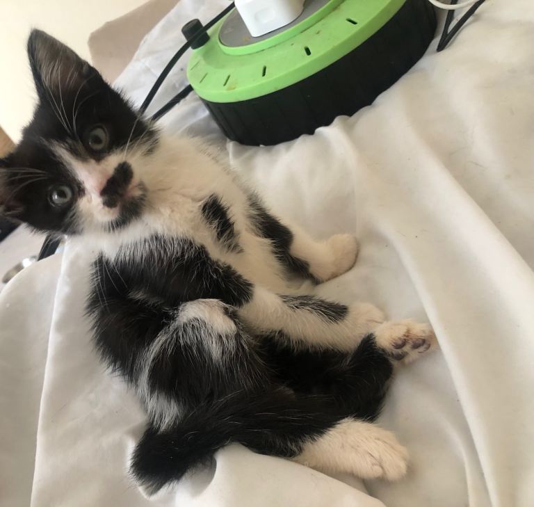 3 Kittens for sale in Streatham 