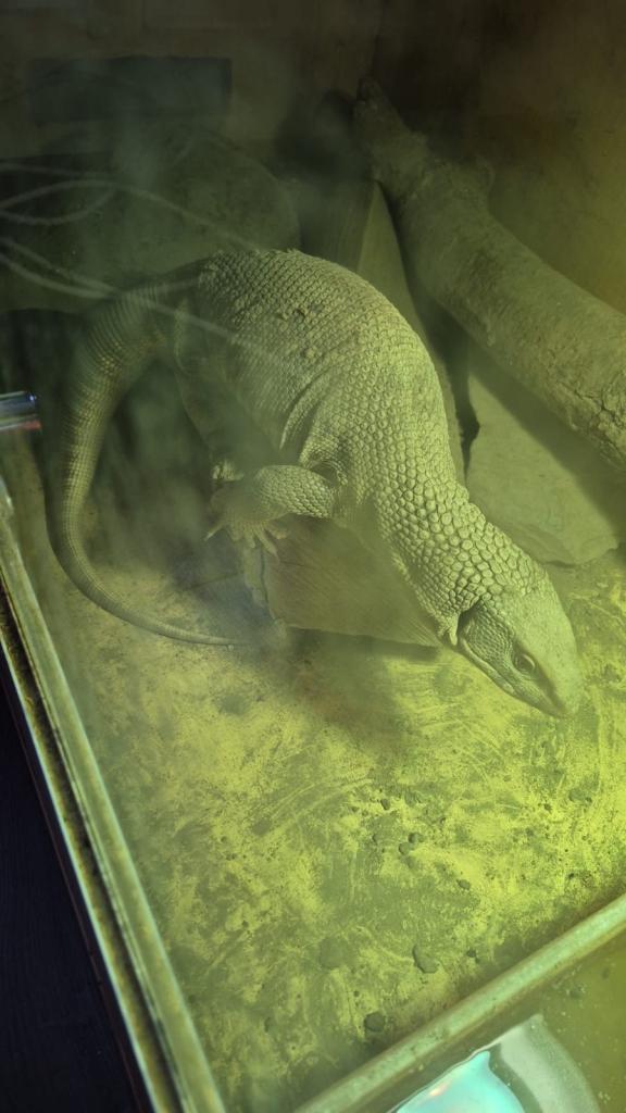 Savannah Monitor
