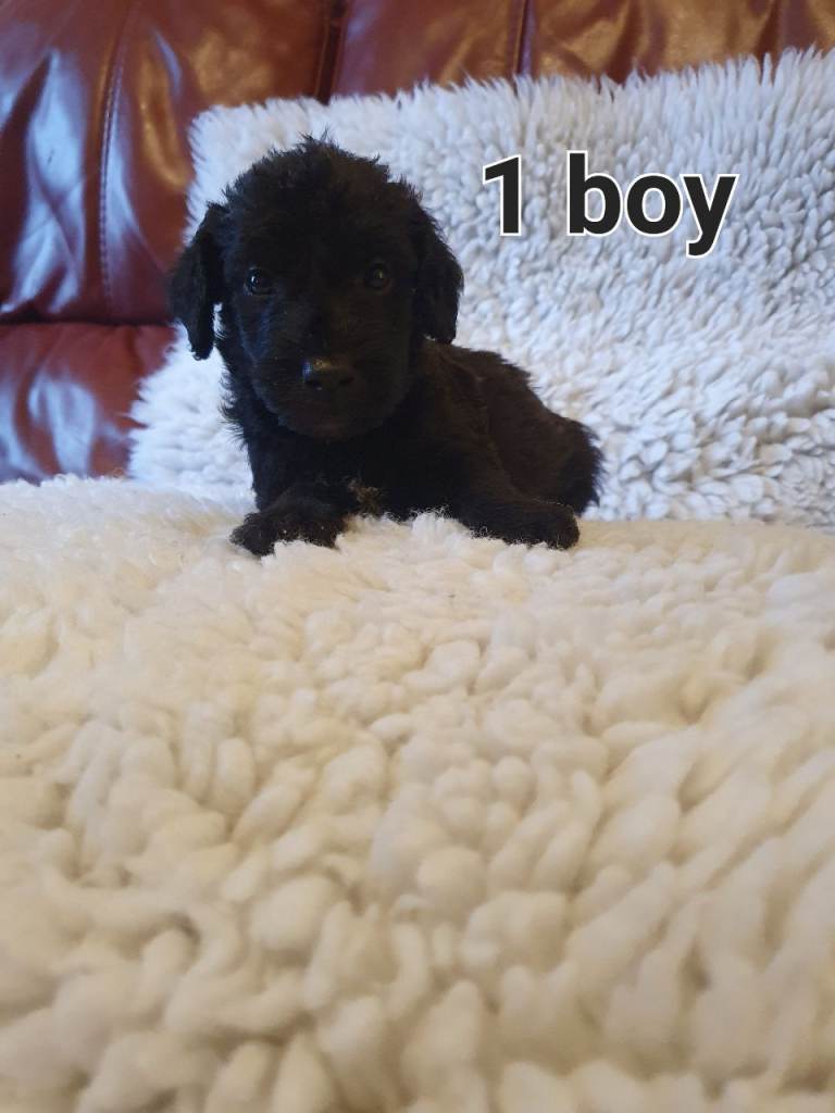 Beautiful Bedlington Terrier Cross Puppies