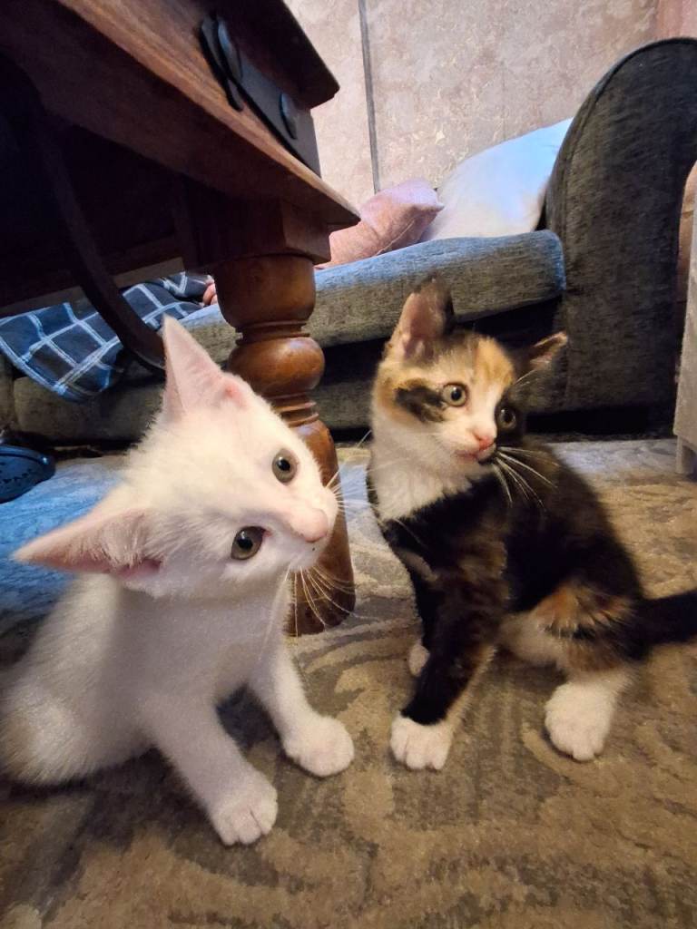 Kittens ready for their forever homes