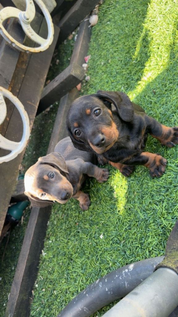 Miniature dauchund pups READY NOW