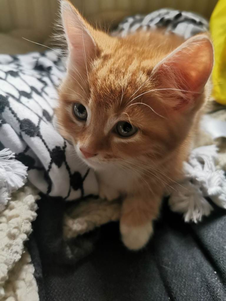 7 Gorgeous Ginger Kittens for sale