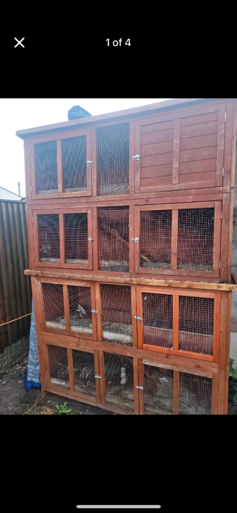 Selling Peacock and American fantail fancy doves cages 