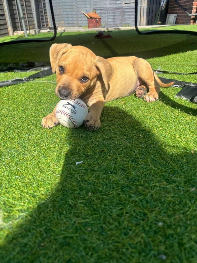 American Bully Puppies 🐶 Gorgeous Chunky Pups Ready for Forever Homes
