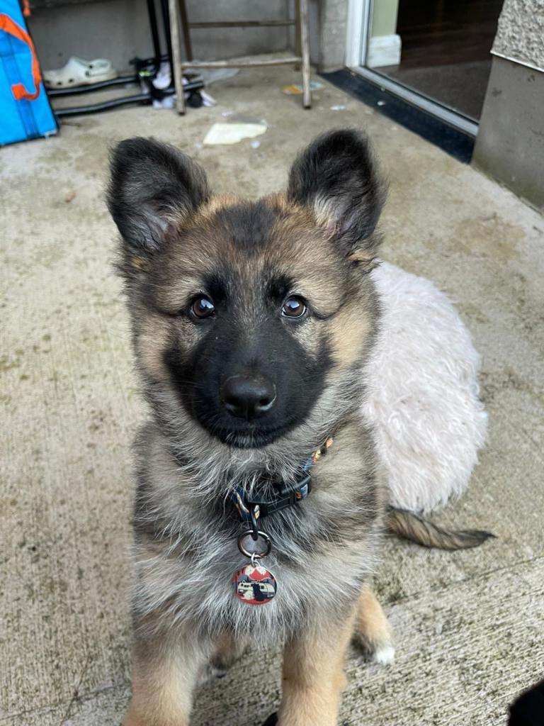 Germen Shepherd puppy