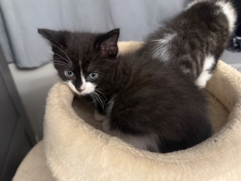 *** RESERVED*** 4x Female Kittens For Sale