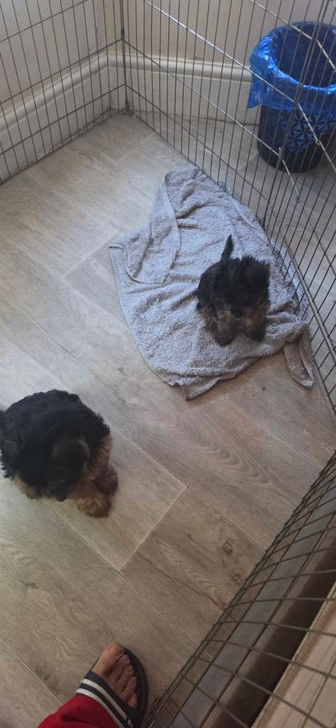 2PUPPY   9 WEEKS OLD  