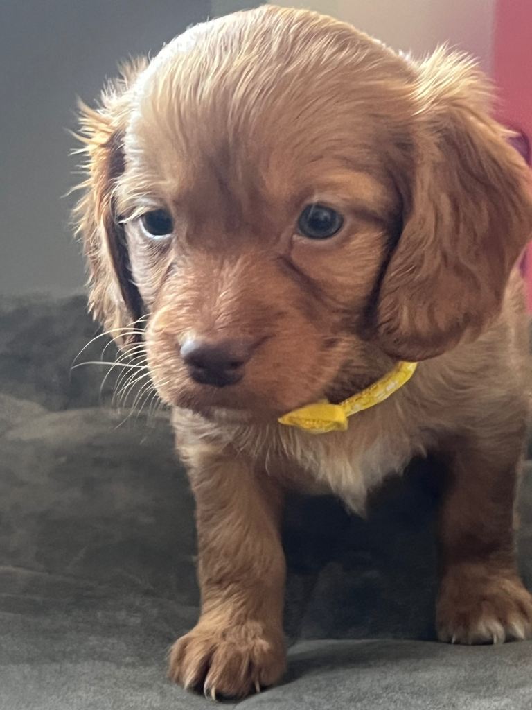Cava Tzu Poos puppies for sale 