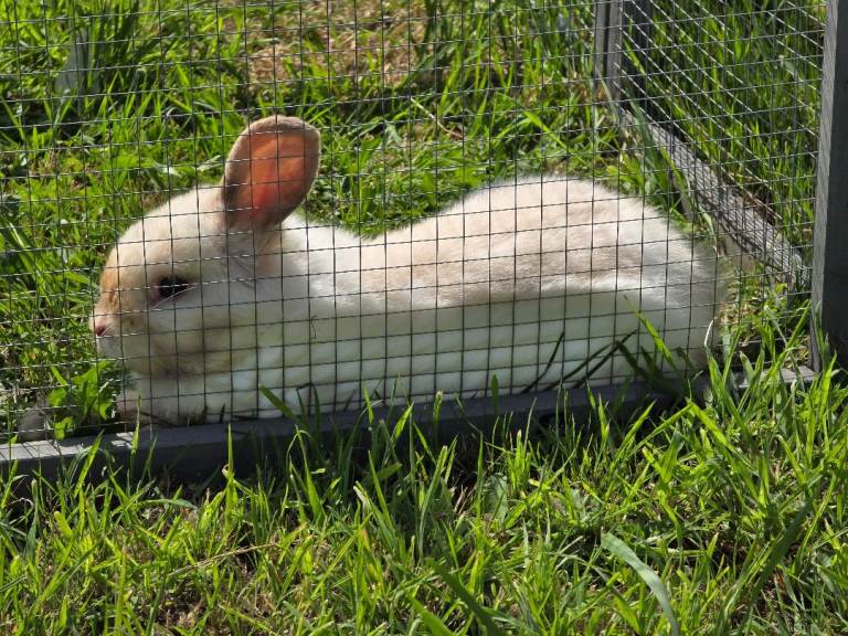 Male rabbits for sale