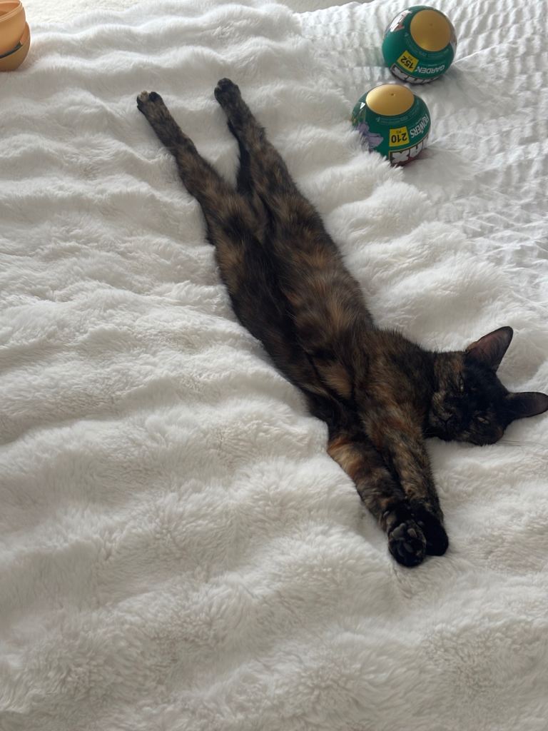3 year old female cat