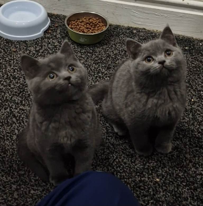 STUNNING! 2 Male British Shorthair Kittens!