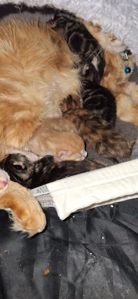 6 Beautiful Maine Coon Cross Kittens for Sale