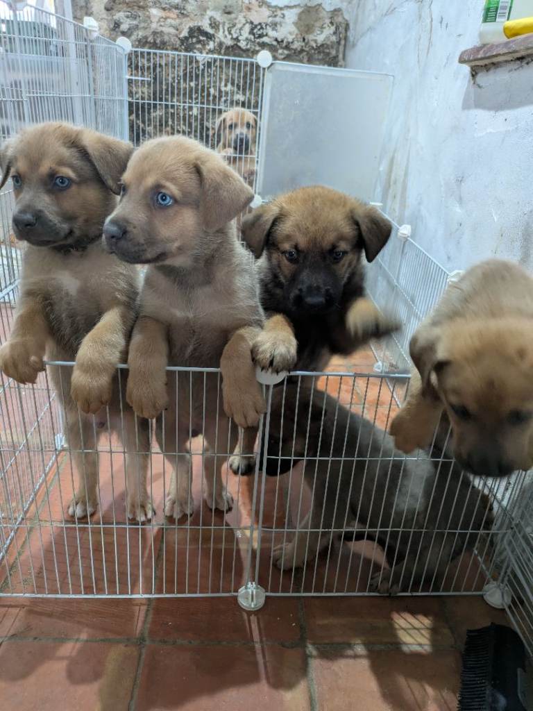 Beautiful pups looking for homes