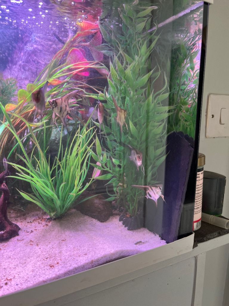 Young angel fish , roughly 1inch 