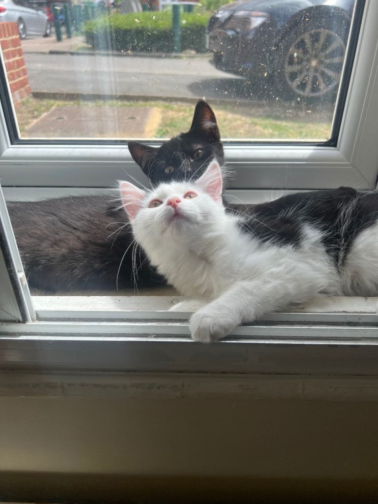 2 lovely kittens looking for forever homes ASAP