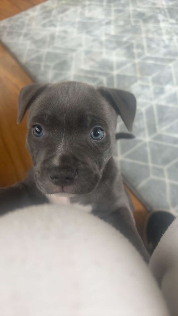 Staffordshire bull terrier 