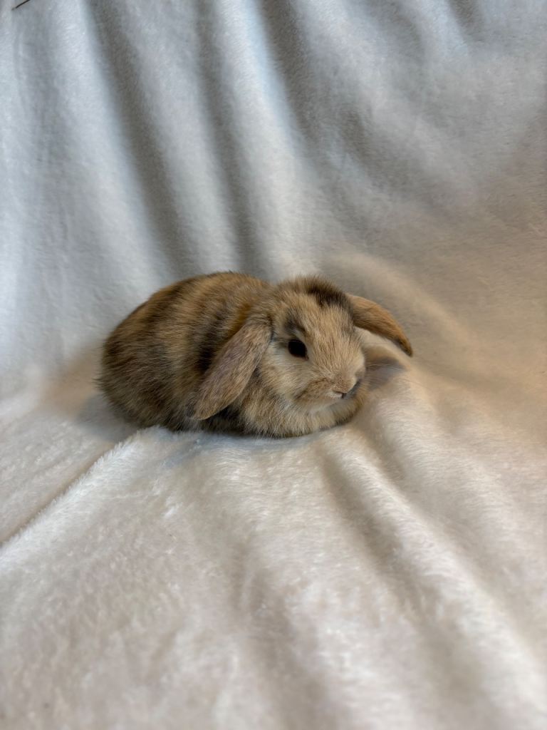 Baby Mini Lops (Ready 07/11)