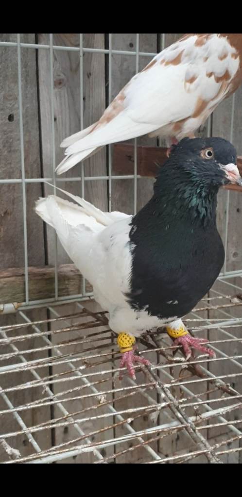 2 pair of Iranian pigeons birmingham 