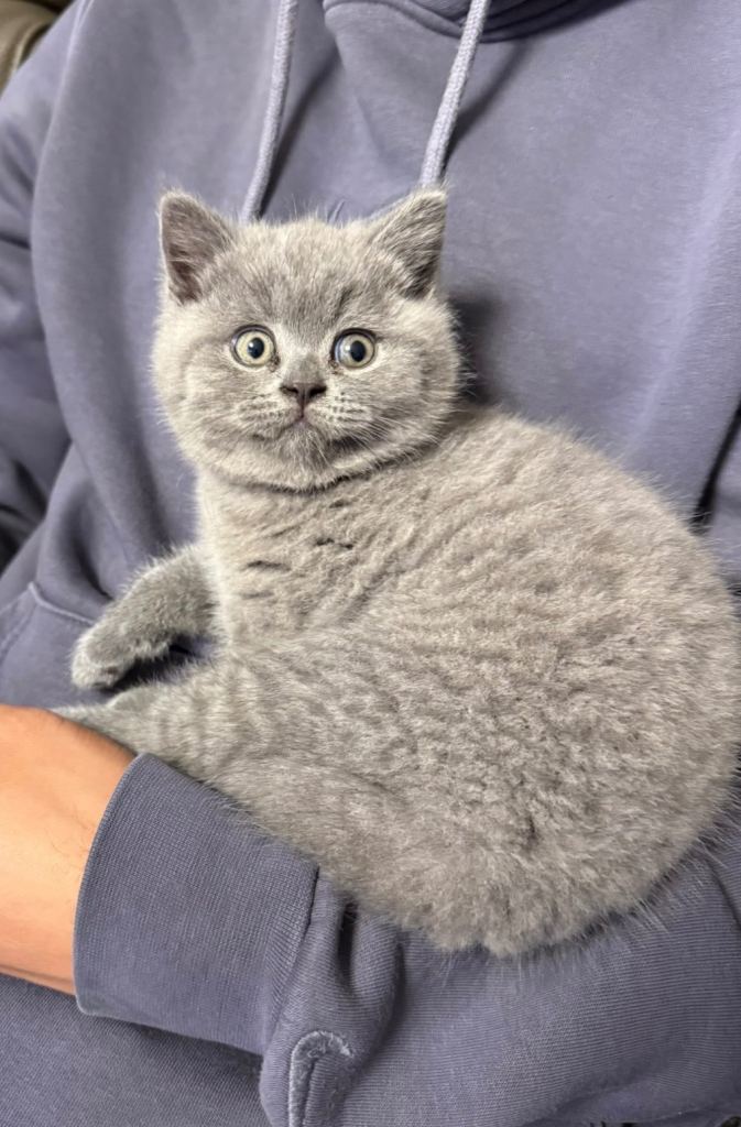 2 x BSH kittens