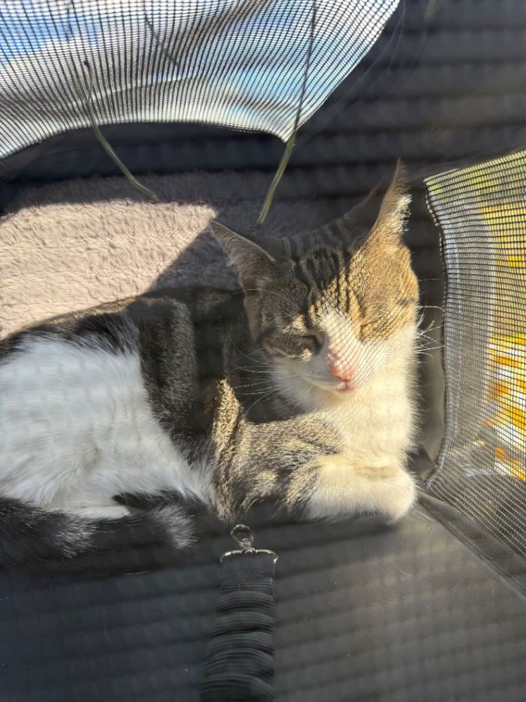 Help find a forever home for Mila💕🐱