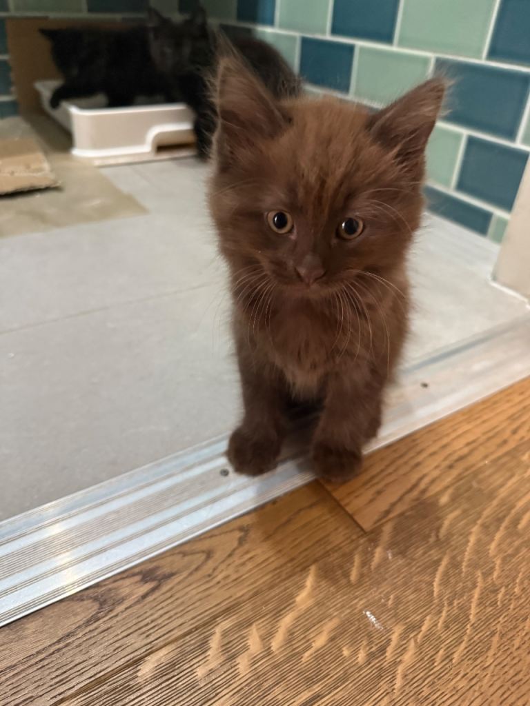 Dark brown kitten