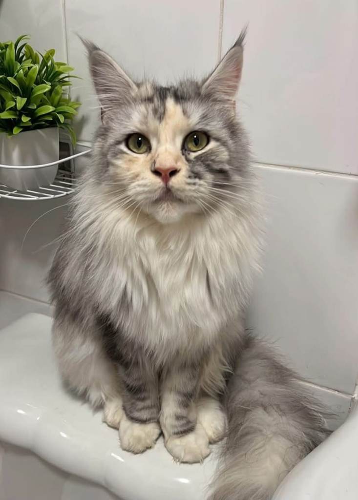 3.5 year old Female Maine Coon 