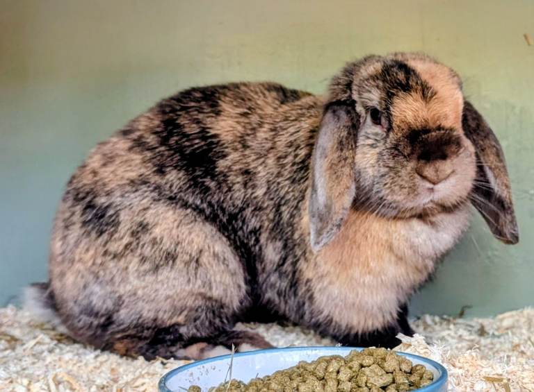 Gorgeous mini lops 