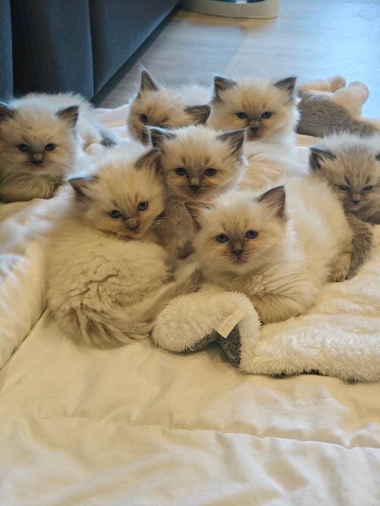 My stunning Ragdoll kittens 