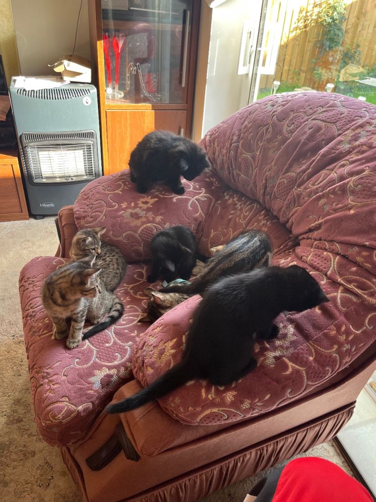 Mix litter kittens.
