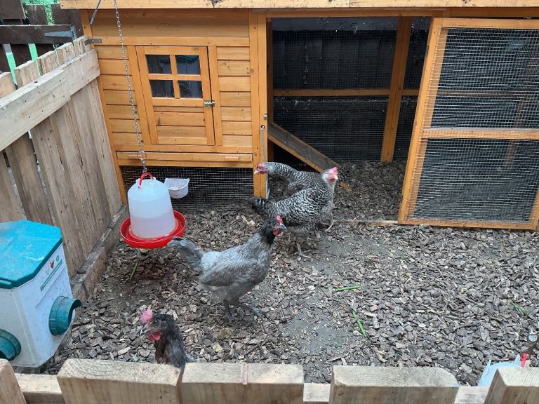 Four chicken 2 speckled 2 bluebells
