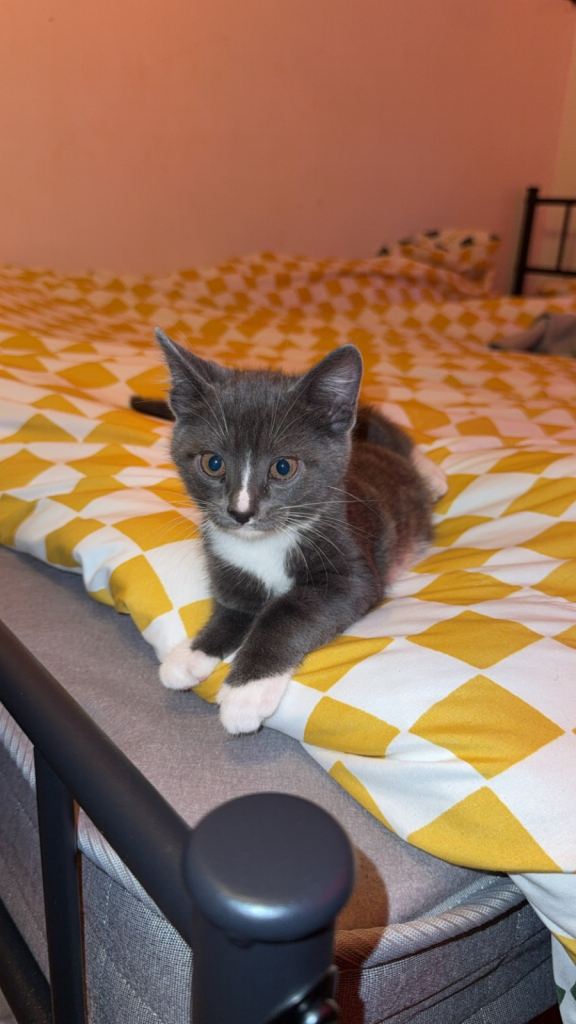Russian blue crossbreed kitten for sale