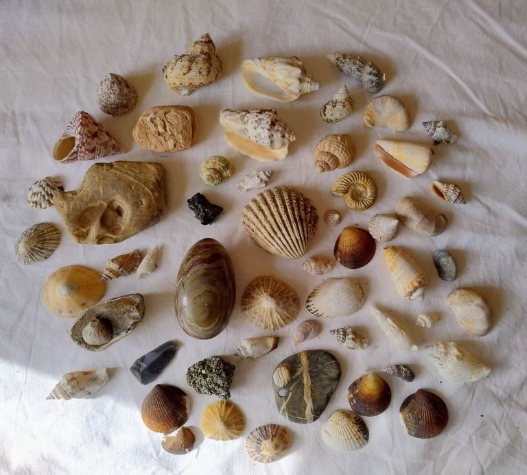 Job lot of shells, fossils, marble & minerals / rocks / stones 