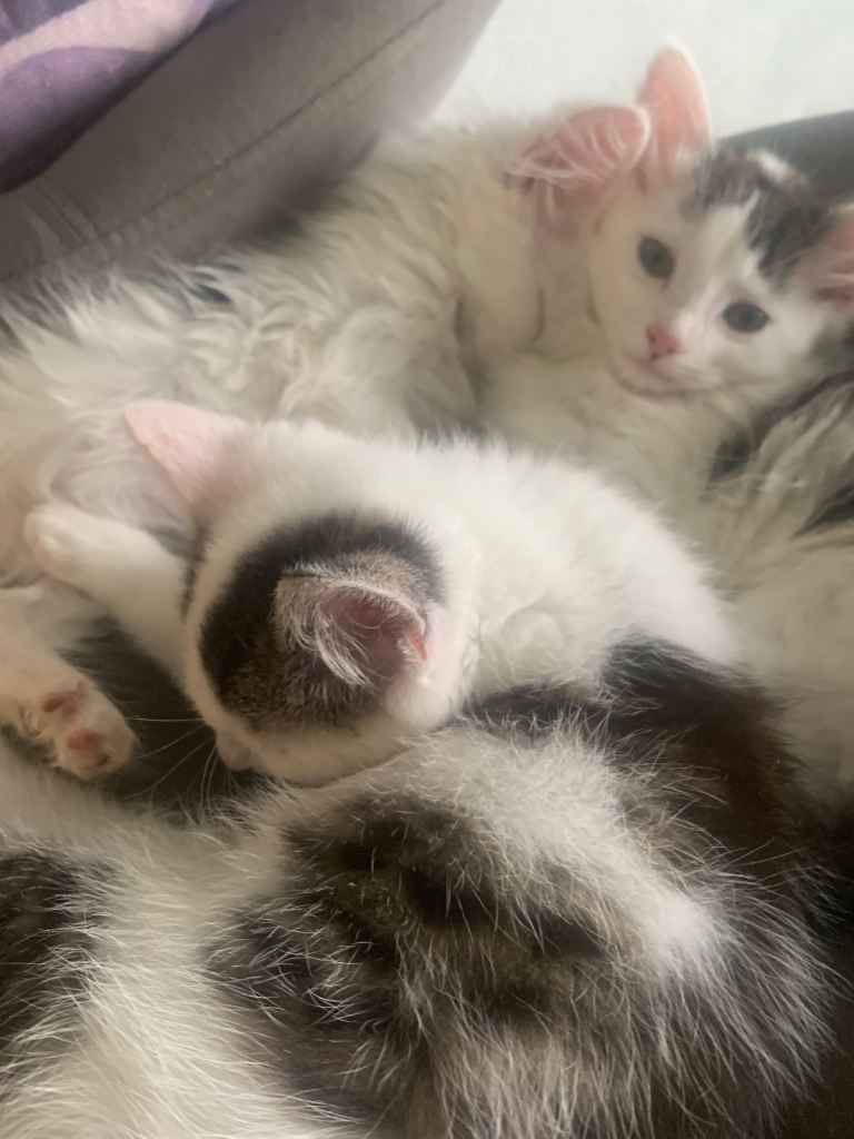 Kittens 