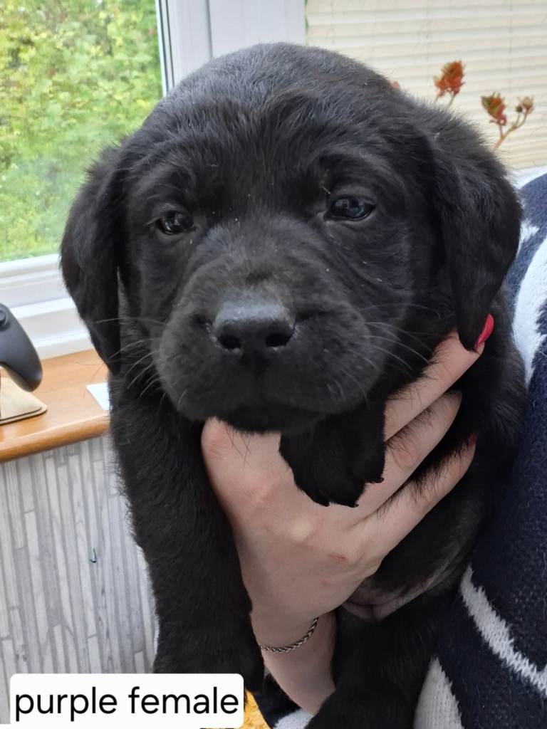 Labrador Puppies