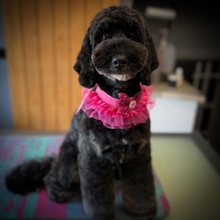 Cockapoo 