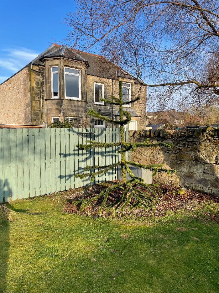 Monkey puzzle tree